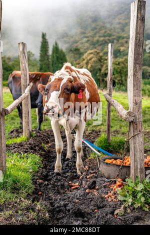 Maschinenmelkkühe auf dem Hof Stockfoto