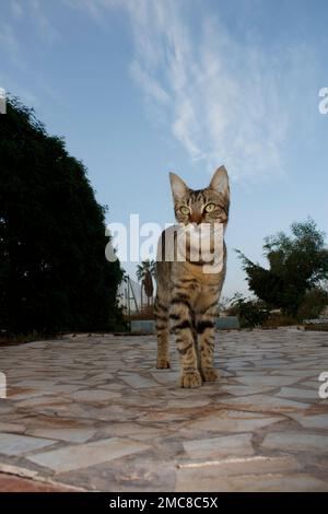 Katzenspaziergang in Marokko Stockfoto