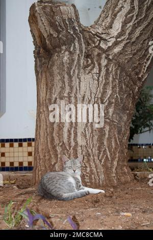 Eine Katze, die unter einem Baum schläft Stockfoto