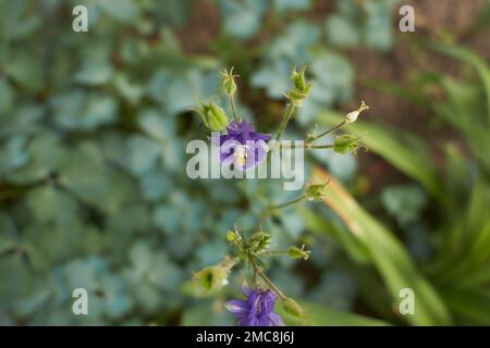 Violette, blaue Blüte von Säulenpfropfen (Aquilegia, Granny's Bonnet, Grannys Bonnet) im Garten. Sommer und Frühling. Stockfoto