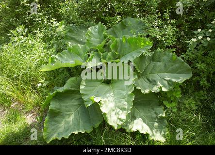 Grüne Klettenblätter im Garten. Sommer und Frühling. Stockfoto