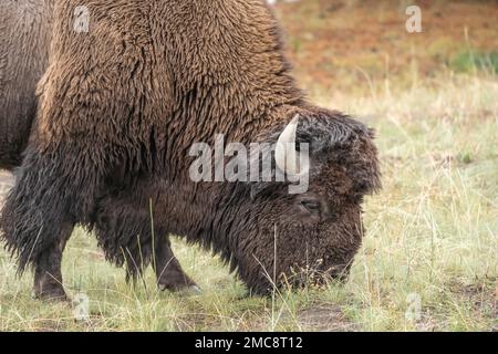 Aus nächster Nähe weidet American Bison im Yellowstone-Nationalpark im Herbst. Stockfoto