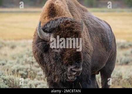 Porträt des American Bison Yellowstone National Park im Herbst aus nächster Nähe. Stockfoto