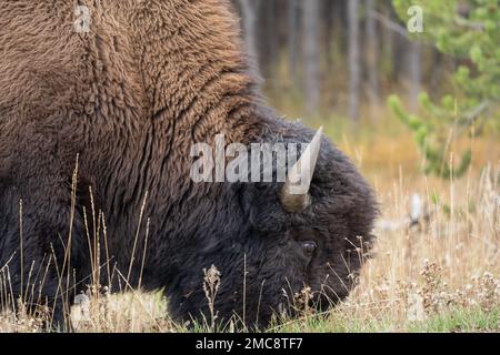 Im Herbst weidet der Yellowstone-Nationalpark aus nächster Nähe in einem Porträt von American Bison. Stockfoto