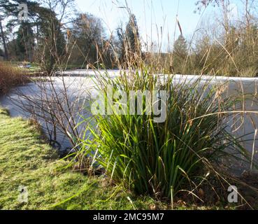 Eisteich Stockfoto