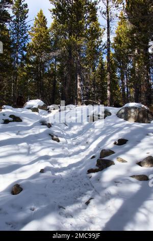 Schatten von hohen Bäumen über Schnee und Felsen im Bighorn National Forest an einem Wintertag in Wyoming. Stockfoto