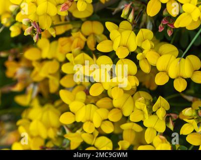 Viele Blumen mit gelben Blütenblättern. Blumen des Ulex, Makro. Die Pflanze blüht. Gelbe Blütenblätter in Makro Stockfoto