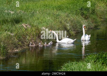 Die Schwanenfamilie. Zwei ausgewachsene Schwäne mit mehreren Küken auf der Oberfläche des Flusses in der Nähe der Küste. Vögel in freier Wildbahn. Weißer Schwan auf Wasser Stockfoto