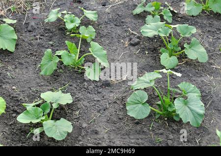 Nahaufnahme von Jungpflanzen des Gemüsemarkes im Gemüsegarten, Blick von oben Stockfoto