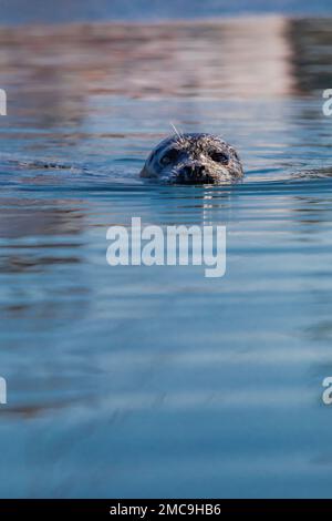 Harbor Seal, Phoca vitulina, wartet in der Charleston Marina an der Küste von Oregon, USA, auf geworfene Fischteile Stockfoto