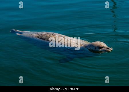 Harbor Seal, Phoca vitulina, wartet in der Charleston Marina an der Küste von Oregon, USA, auf geworfene Fischteile Stockfoto