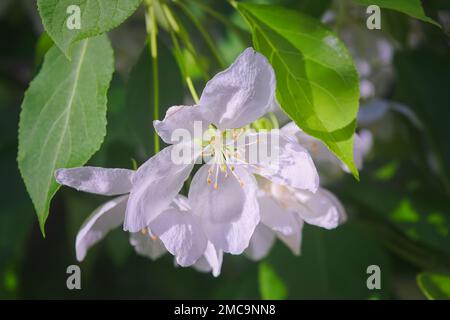 Apfelblüte, Malus asiatica, Blumen mit genagelten Blütenblättern aus der Nähe. Stockfoto