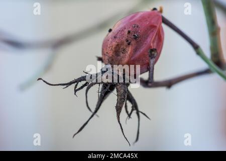 Die trockenen, alten Rosenhüften auf den Zweigen eines Haufen Stockfoto