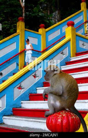 Makaken-Affen vor den berühmten Batu-Höhlen in KualaLumpur, die an der farbenfrohen Treppe zur Höhle sitzen Stockfoto