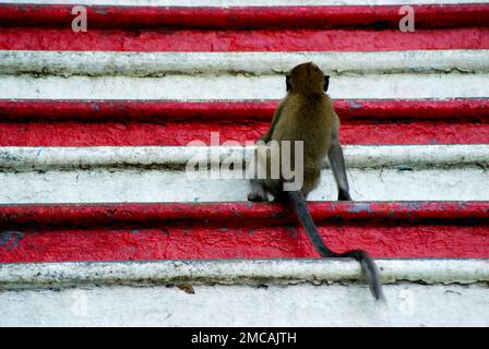 Makaken-Affen vor den berühmten Batu-Höhlen in KualaLumpur, die an der farbenfrohen Treppe zur Höhle sitzen Stockfoto