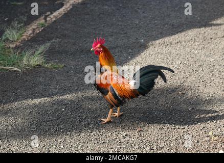 Farbenfroher Hahn auf der tropischen Insel Kauai Stockfoto