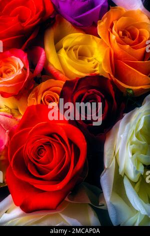 Bunte Moody Roses Stockfoto