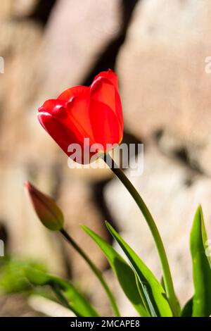 Ein vertikaler Schuss der roten Tulpe Stockfoto