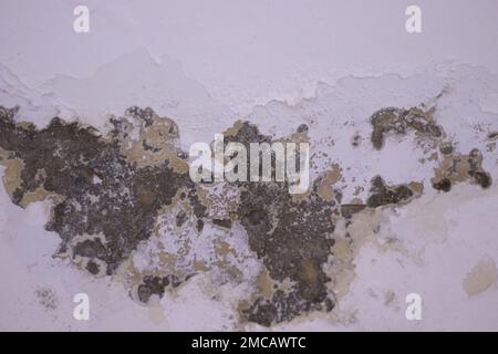 Wasser tritt an der Wand aus und verursacht Schäden und Lackabblätterungen. Das Aussehen von Schimmel an der Wand durch Wasser. Die weiße Wand ist ruiniert. Nahaufnahme. Stockfoto