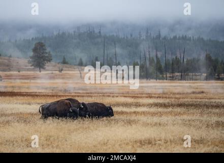 American Bison weidet im Yellowstone-Nationalpark im Herbst Stockfoto