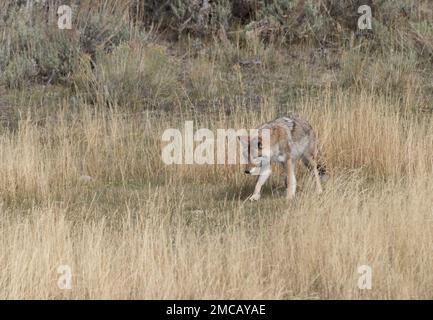 Westliche Kojoten (Canis latrans) suchen in Wiesen nach kleinen Nagetieren im Lamar Valley, Yellowstone-Nationalpark. Stockfoto