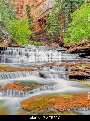 Erzengel-Kaskaden auf linke Gabel North Creek entlang Route zur Subway im Zion Nationalpark, utah Stockfoto