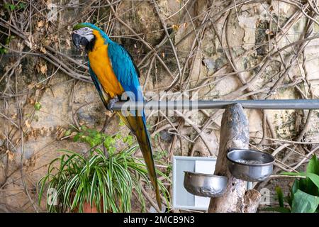 Ein blau-gelber Ara-Papagei sitzt auf einem Ast am Eingang zum Museum. Insel Malta. Stockfoto