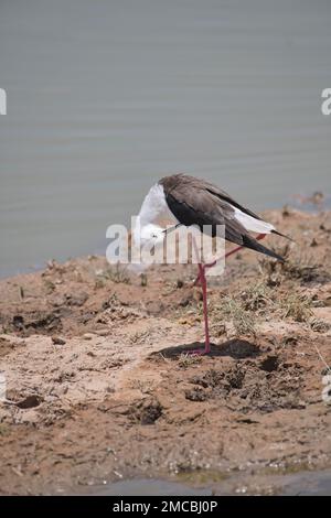 Schwarzflügelstiel (Himantopus himantopus)-Präening Stockfoto