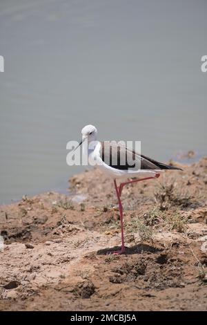 Schwarzflügelpfahl (Himantopus himantopus), der auf einem Bein steht Stockfoto