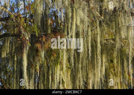 Spanisches Moos (Tillandsia usneoides), das auf Eichen in Savannah, Georgien, wächst Stockfoto