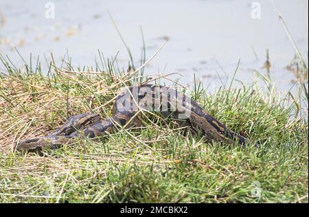 Südafrikanische Felsenpython (Python natalensis) aus einem Süßwassersee Stockfoto