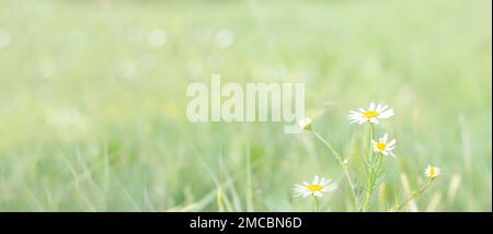 Blühende Kamille. Frühling. Garten. Wunderschöne blühende Kamille. Banner. Kamille im Frühling. Speicherplatz kopieren Stockfoto
