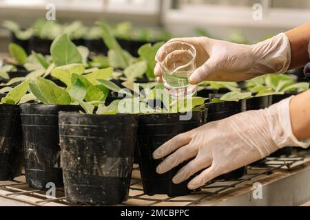 Nahaufnahme der mit Handschuhen bewässernden Pflanzen von Nicotiana longiflora, einer einheimischen südamerikanischen Pflanze in einem Gewächshaus. Stockfoto