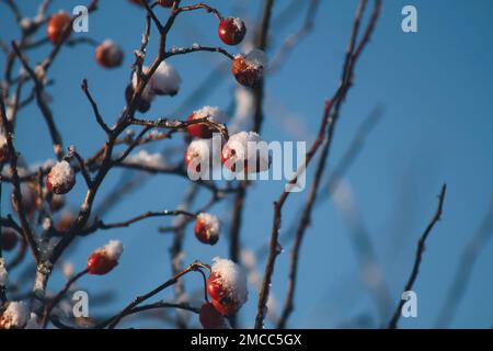 Beeren auf Zweigen mit frischem Schnee. Stockfoto