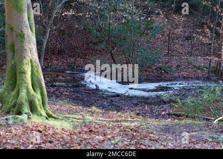 Farnham Common, Buckinghamshire, Großbritannien. 21. Januar 2023. Verschmutzung an einem Bach in den Wäldern von Burnham Beeches, die ein Ort von besonderem Scientfic-Interesse sind. Wasserunternehmen haben das Recht, unbehandelte Abwässer in Zeiten starker Regenfälle in Wasserstraßen zu Pumpen, und zwar in einem Prozess, der als Sturmüberläufe bezeichnet wird. Umweltschutzgruppen fordern die Regierung jedoch auf, Direktoren umweltverschmutzender Wasserunternehmen wegen fortgesetzter Abwassereinleitungen in die Wasserstraßen des Vereinigten Königreichs zu inhaftieren. Kredit: Maureen McLean/Alamy Live News Stockfoto