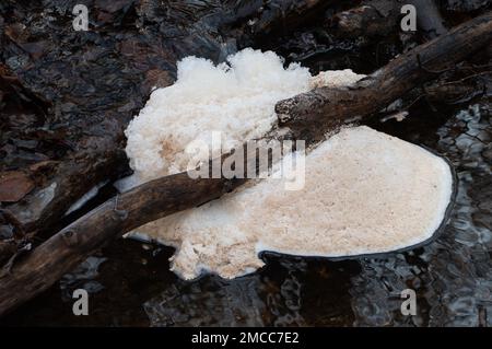 Farnham Common, Buckinghamshire, Großbritannien. 21. Januar 2023. Verschmutzung an einem Bach in den Wäldern von Burnham Beeches, die ein Ort von besonderem Scientfic-Interesse sind. Wasserunternehmen haben das Recht, unbehandelte Abwässer in Zeiten starker Regenfälle in Wasserstraßen zu Pumpen, und zwar in einem Prozess, der als Sturmüberläufe bezeichnet wird. Umweltschutzgruppen fordern die Regierung jedoch auf, Direktoren umweltverschmutzender Wasserunternehmen wegen fortgesetzter Abwassereinleitungen in die Wasserstraßen des Vereinigten Königreichs zu inhaftieren. Kredit: Maureen McLean/Alamy Live News Stockfoto