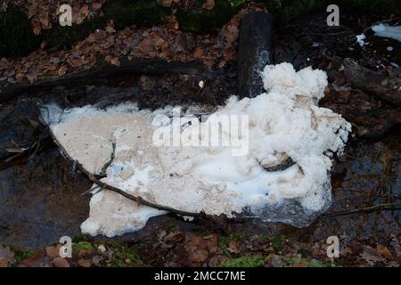 Farnham Common, Buckinghamshire, Großbritannien. 21. Januar 2023. Verschmutzung an einem Bach in den Wäldern von Burnham Beeches, die ein Ort von besonderem Scientfic-Interesse sind. Wasserunternehmen haben das Recht, unbehandelte Abwässer in Zeiten starker Regenfälle in Wasserstraßen zu Pumpen, und zwar in einem Prozess, der als Sturmüberläufe bezeichnet wird. Umweltschutzgruppen fordern die Regierung jedoch auf, Direktoren umweltverschmutzender Wasserunternehmen wegen fortgesetzter Abwassereinleitungen in die Wasserstraßen des Vereinigten Königreichs zu inhaftieren. Kredit: Maureen McLean/Alamy Live News Stockfoto