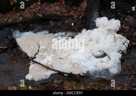 Farnham Common, Buckinghamshire, Großbritannien. 21. Januar 2023. Verschmutzung an einem Bach in den Wäldern von Burnham Beeches, die ein Ort von besonderem Scientfic-Interesse sind. Wasserunternehmen haben das Recht, unbehandelte Abwässer in Zeiten starker Regenfälle in Wasserstraßen zu Pumpen, und zwar in einem Prozess, der als Sturmüberläufe bezeichnet wird. Umweltschutzgruppen fordern die Regierung jedoch auf, Direktoren umweltverschmutzender Wasserunternehmen wegen fortgesetzter Abwassereinleitungen in die Wasserstraßen des Vereinigten Königreichs zu inhaftieren. Kredit: Maureen McLean/Alamy Live News Stockfoto