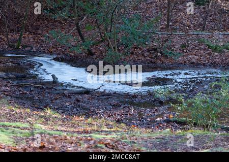 Farnham Common, Buckinghamshire, Großbritannien. 21. Januar 2023. Verschmutzung an einem Bach in den Wäldern von Burnham Beeches, die ein Ort von besonderem Scientfic-Interesse sind. Wasserunternehmen haben das Recht, unbehandelte Abwässer in Zeiten starker Regenfälle in Wasserstraßen zu Pumpen, und zwar in einem Prozess, der als Sturmüberläufe bezeichnet wird. Umweltschutzgruppen fordern die Regierung jedoch auf, Direktoren umweltverschmutzender Wasserunternehmen wegen fortgesetzter Abwassereinleitungen in die Wasserstraßen des Vereinigten Königreichs zu inhaftieren. Kredit: Maureen McLean/Alamy Live News Stockfoto