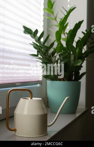 wassermann und Zamioculcas Pflanzen bei Tageslicht in einem Topf auf Fensterbank Stockfoto