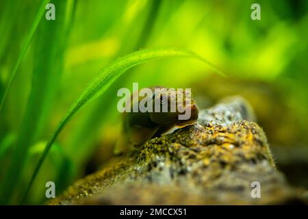 Selektiver Fokus eines chinesischen Algenessers (Gyrinocheilus aymonieri) in einem Aquarium mit verschwommenem Hintergrund Stockfoto