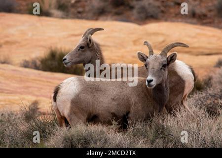 Dickhornschafe leben im Valley of Fire State Park, NV, USA. Stockfoto