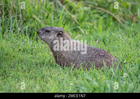 Nahaufnahme von Groundhog (Marmota monax), das vor der Kamera im Feld in Berks County, Pennsylvania, steht Stockfoto