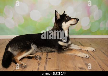 Süßer Hündchen in Schwarz und Beige, der sich hinlegt und nach rechts schaut Stockfoto