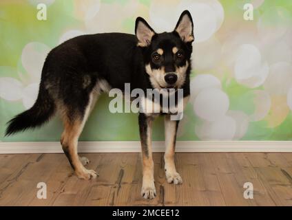Süßes Hündchen in Schwarz und Beige, das ein Hündchen im Stehen lächelt Stockfoto