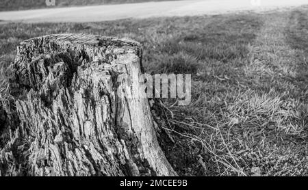 Alter verfaulender Baumstumpf, der Alter und Verfall von vielen Jahren zeigt. Stockfoto