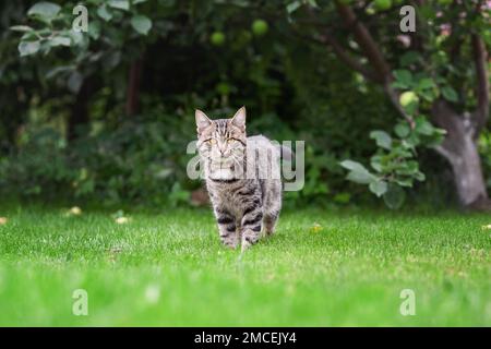 Katzenspaziergang im Sommergarten Stockfoto