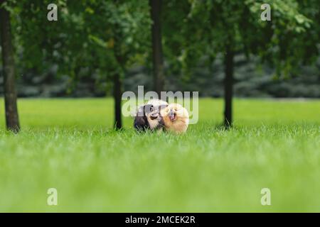 Im Sommer spielen zwei spitz-Hunde aus pommern zusammen Stockfoto