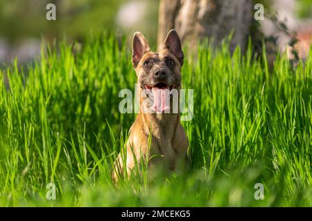 Lustiger lächelnder Hund der belgischen malinois, der im grünen Gras bei der Sonne im Freien sitzt Stockfoto