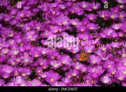 West Coast Lady Butterfly auf einer lila Eispflanze an einem sonnigen Sommertag in Colorado, USA Stockfoto